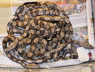 Mischlings-Boas Hobbynachzucht vom 12. 07. 2021, 0. 0. 19 Tiere