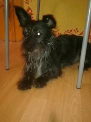 Hündin Zwergschnauzer-West Highland Terrier Mix sucht Tierliebes neues zu Hause