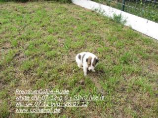 Premium-Colliewelpen, tricolor und white - Die Oberklasse