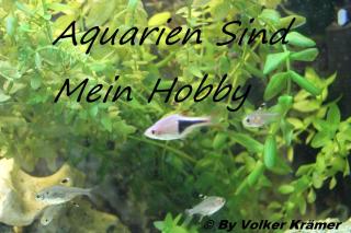 Keine Zeit mehr für ihr Aquarium Ich hole es Kostenlos Ab.