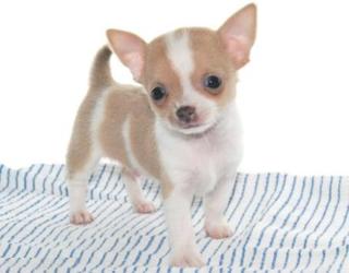ZUCKERSÜSSE MINI CHIHUAHUAWELPEN IN TRAUMHAFTEN FARBEN