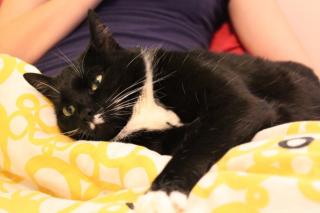 Suche ein neues schönes Zuhause für meine Katze