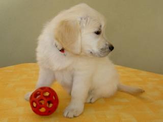 Golden Retriever Welpen mit Papieren zu verkaufen