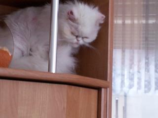 Perserdame sucht neues Zuhause