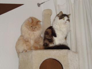 Liebevolles zu Hause gesucht