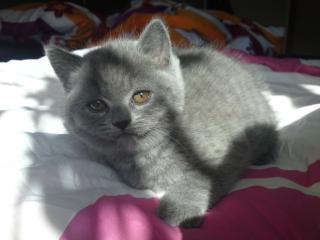 Blaues Kartäuser Kitten sucht ab 01. 09. 12 neue Dosenöffner
