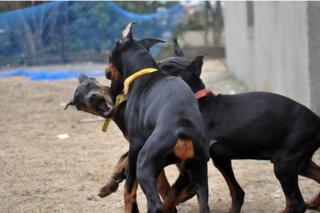 Schöne reinrassige Dobermannwelpen mit Papieren.