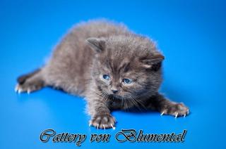 WUNDERSCHÖNE BKH-KITTEN