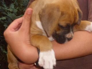 Wunderschöne Boxer Welpen zu Verkaufen.