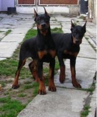 Dobermannwelpen in braun mit Papiere aus liebevoller Aufzucht Unsere Welpen sind