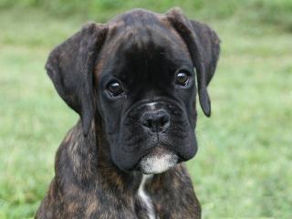 Süße Boxerwelpen suchen ein neues Zuhause