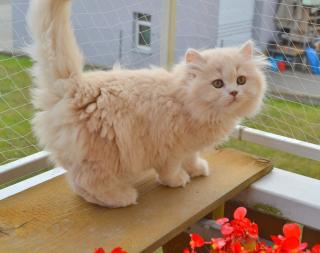 Reinrassige BKH/BLH Kitten