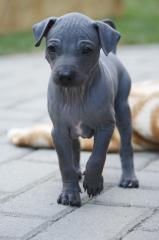 American Hairless Terrier puppies - we have 2 solid blue boys available - SHOW /