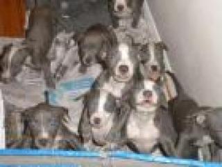 Wunderschöne Reinrassige blue-line stafford pit-bull Welpen
