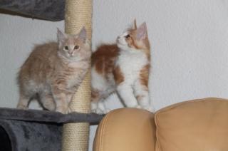 5 süße Maine Coon Kätzchen zu verkaufen