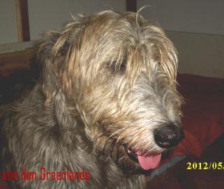 Irish Wolfhound Welpen