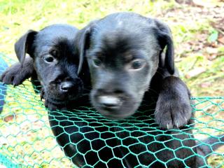 Patterdale Terrier Welpen
