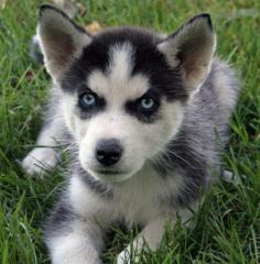 Reinrassige Siberian Husky Welpen