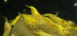 20 St. Yellow Fire Zwerggarnelen 30 Euro, direkt vom Züchter