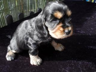 Reinrassige Engl. Cocker Spaniel