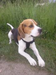 Biete sehr hübschen Beagle-Rüden zum DECKEN an