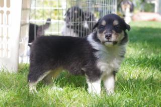 Langhaar Collies