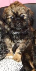 Niedl. kleinbleibende Shih-Tzu/Pekingnesen-Welpen