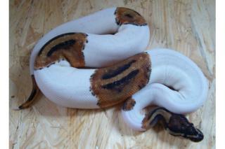 Verkaufe Königspython Piebald Albino