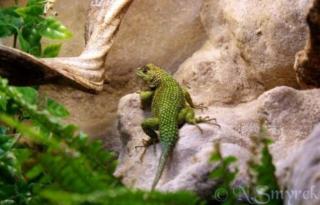 1. 3 Sceloporus malachiticus - Malachit-Stachelleguane
