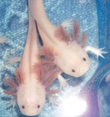 Axolotl Nachzucht 04/2012, chytridfrei