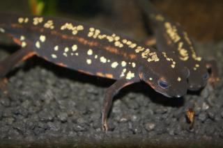 Biete Nachzuchten vom jap. Schwertschwanzmolch Cynops ensicauda popei NZ 09 und