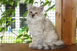 Norwegische Waldkatzenkinder