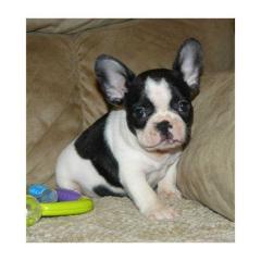 Superschöne franz. Bulldoggen - Welpen