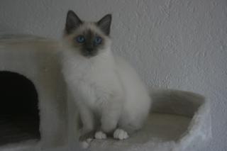 Heilige Birma Bube