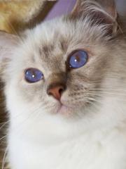 Heilige Birma Deckkater