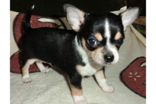 Wunderschöne chihuahua Welpen mit Papieren VDH/FCI