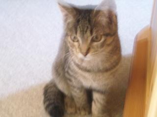 Hauskatzen abzugeben
