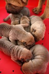 Shar pei reinrasig mit pedigre