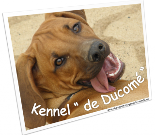 Rhodesian Ridgeback Zucht NRW bei Rinteln