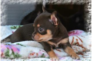 Typv. ges. Kurzh und lange Haare. Chihuahua Schoko männlichen und weiblichen, Wel