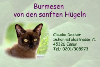 Erwachsene Burmakatzen abzugeben
