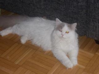 Seltener highlander fawn weiss van odd eye kater 10 monate alt