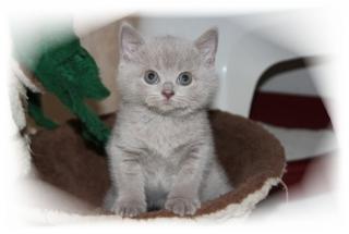 Süßes reinrassiges BKH Kitten mit Stammbaum,