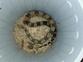 1. 0 Boa c. imperator