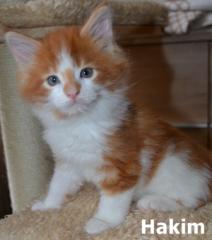 Typvolle Maine Coon Kitten mit Papieren