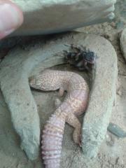 Leopardgeckos mit Nachzuchten 9/12 vergesellschaftet Terra
