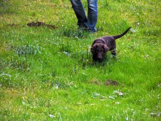 Braune Flat coated Retriever Welpen