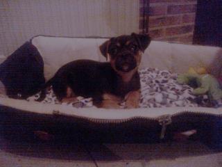 Liebe Mix Welpin sucht Kuschelplatz
