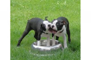 Wunderschöner Boston Terrier Rüde mit FCI-Papieren