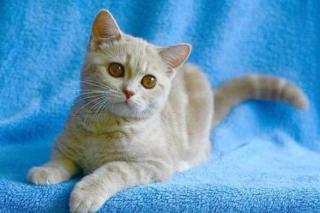 Schmusige Britisch Kurzhaarkatze in cremetabby